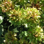 Green Rose / Грін Роуз